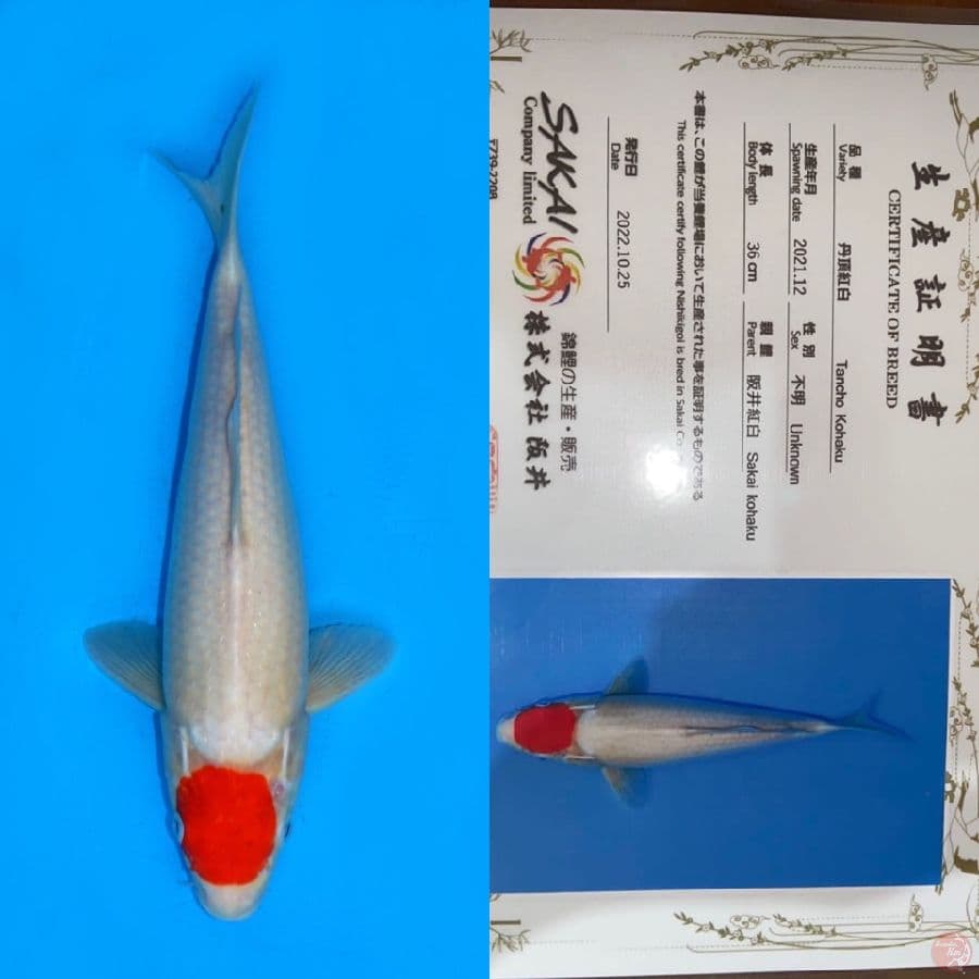 TANCHO KOHAKU SAKAI 36CM MALE
