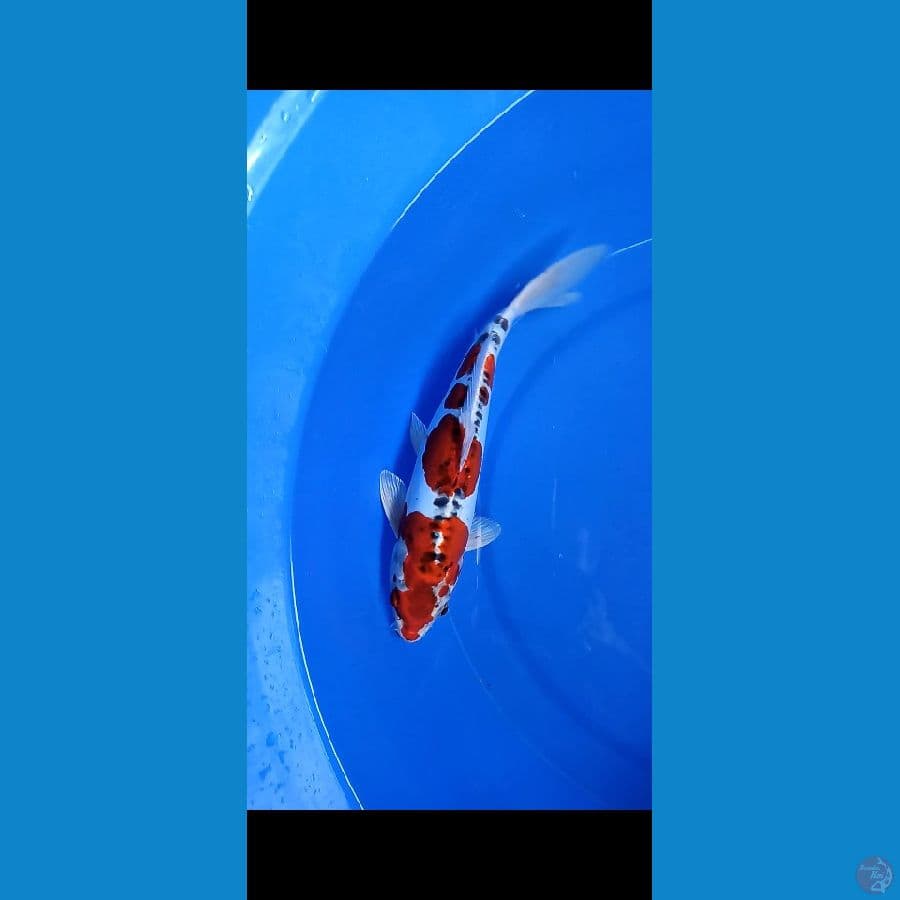 Kiko red strong