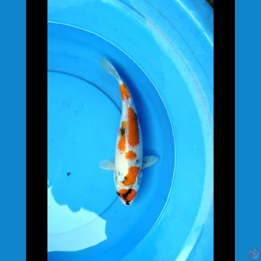 Maruten showa 34 cm