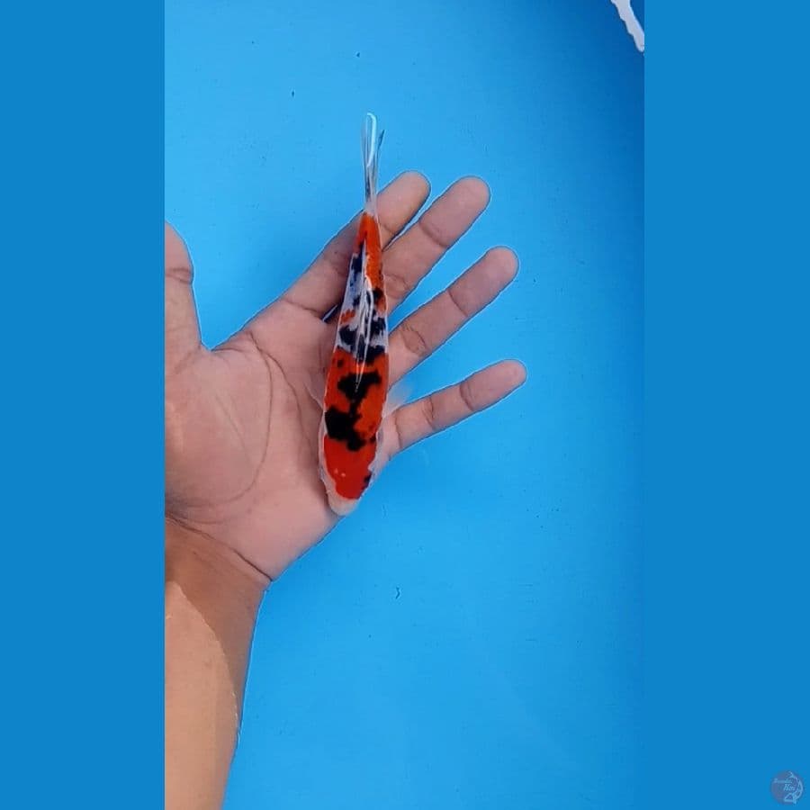 Sanke 17.Cm