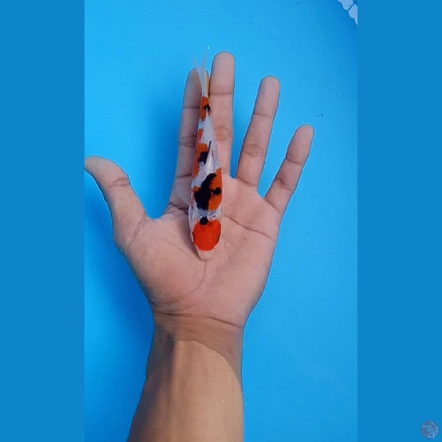 Sanke 15.Cm