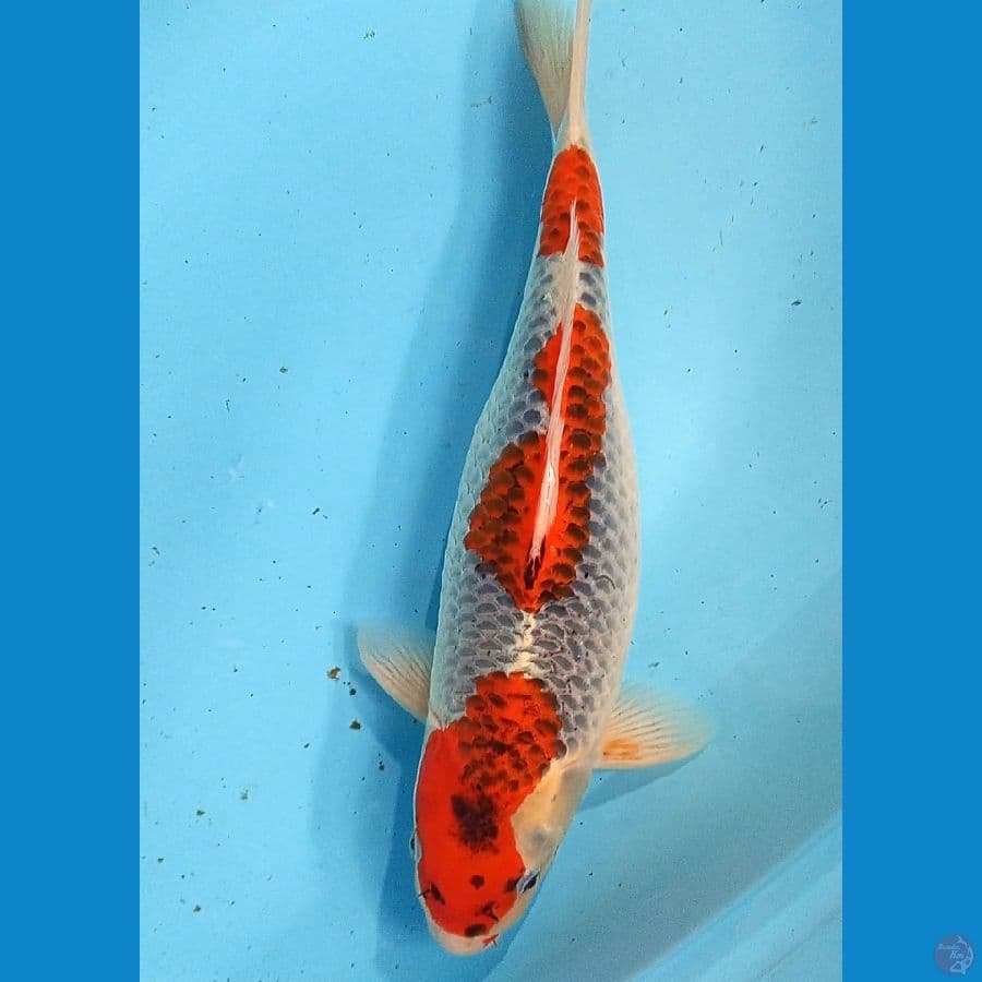 goshiki f41 cm
