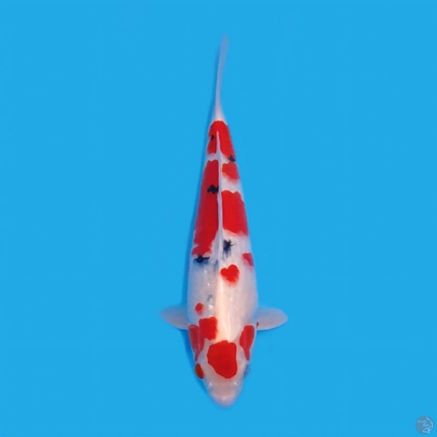 SANKE MARUTEN 33 CM - MALE