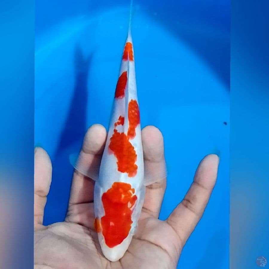 AI GOROMO 20CM