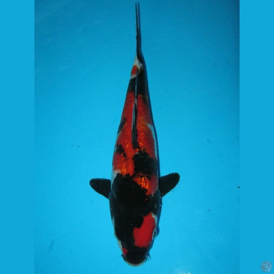 Black Jack 24cm