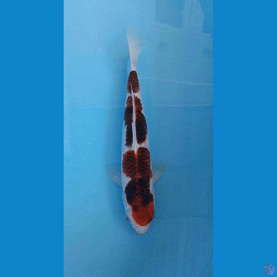 SANDAN GOROMO KULIT SALAK 37+CM