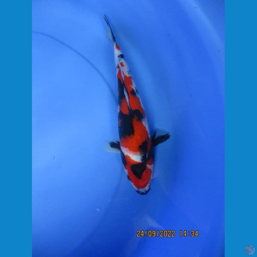 MKC KOI GRUB