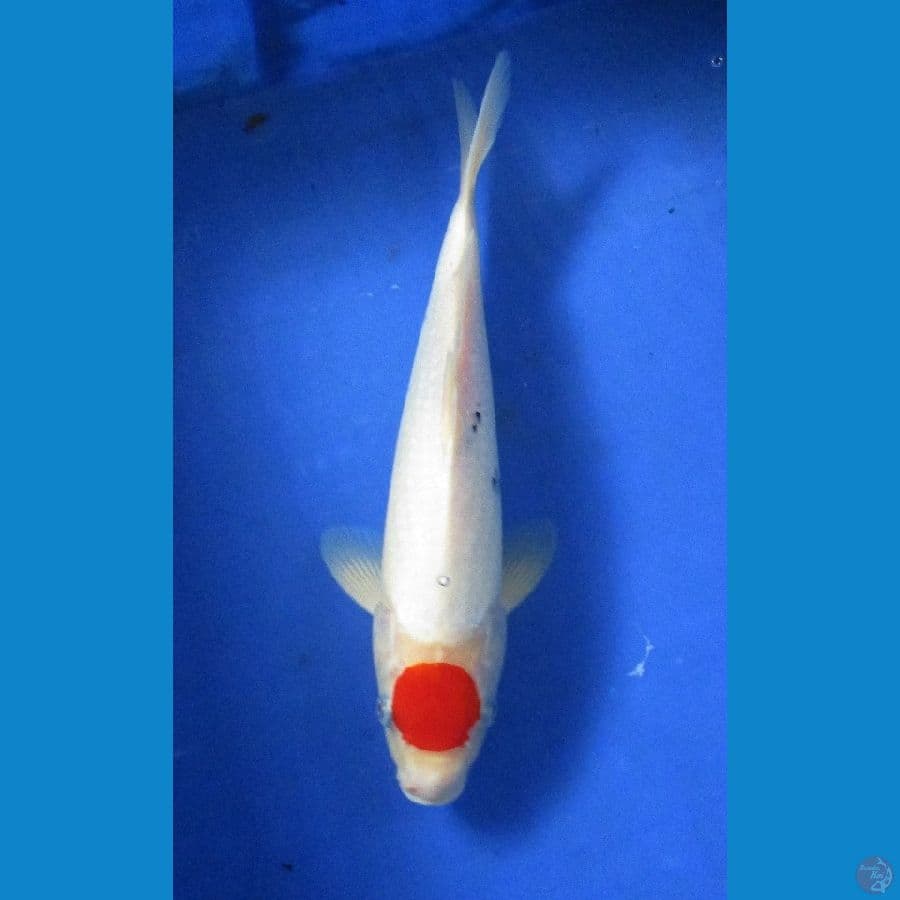 tancho ±31cm