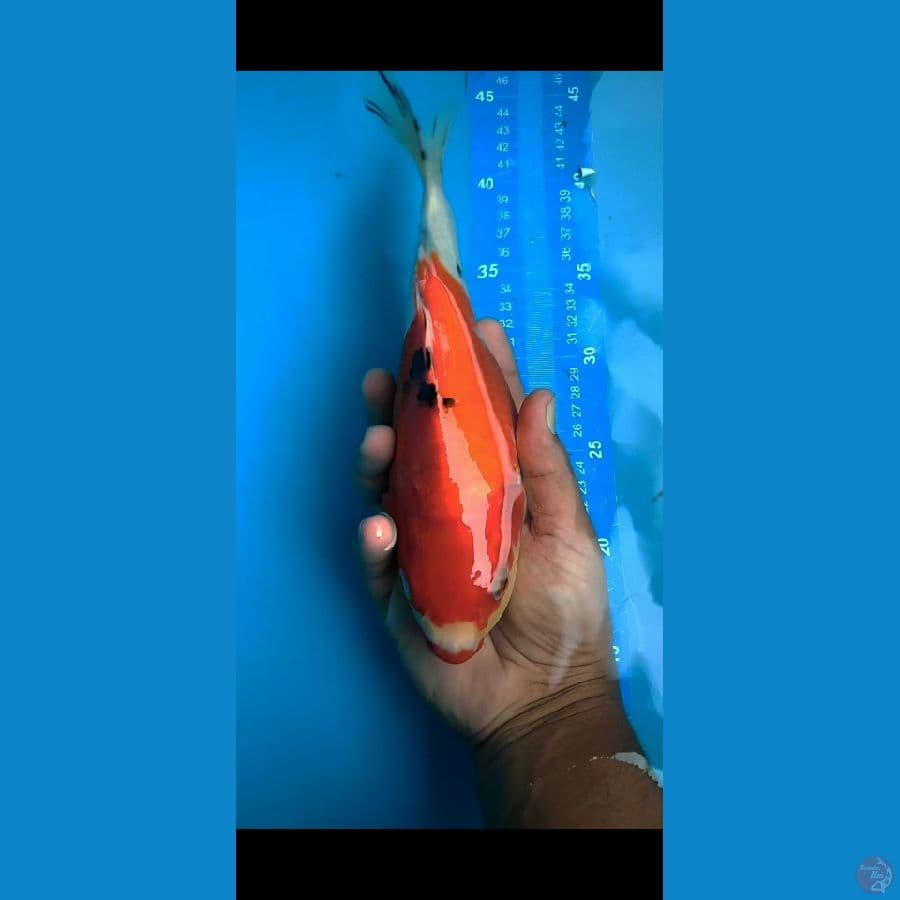 Sanke Soutd Body 27cm