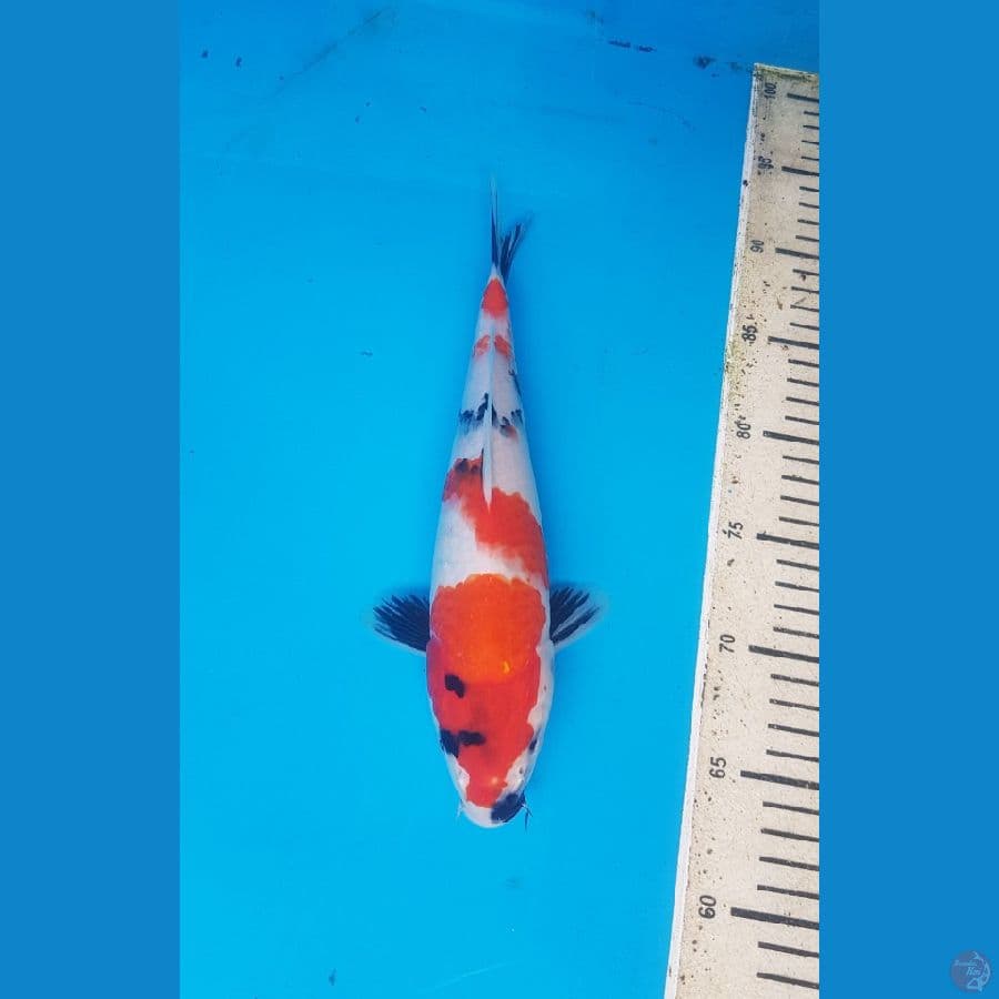 showa 28cm