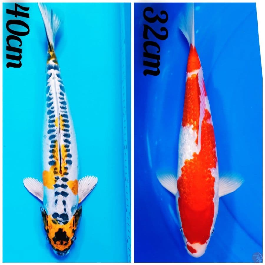 2 ekor kiko sama kohaku gindrin