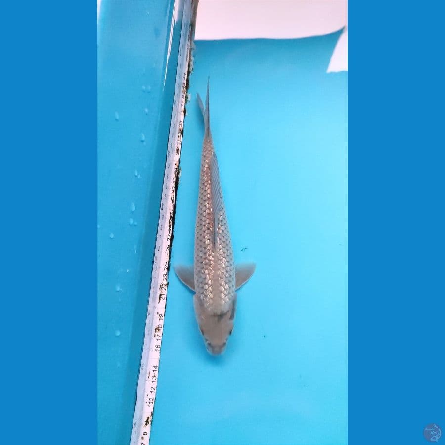 shoragoi ginrin jantan 26 cm