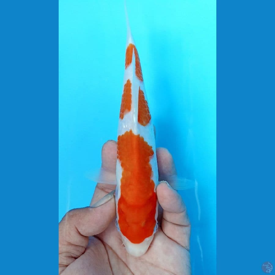 kohaku 21cm