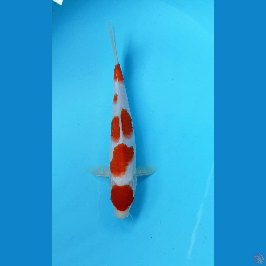Kohaku 24cm