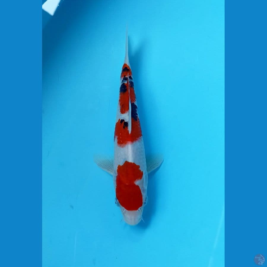 Sanke 24cm