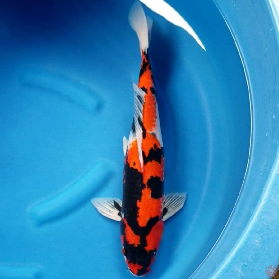 SHOWA 46 CM MALE