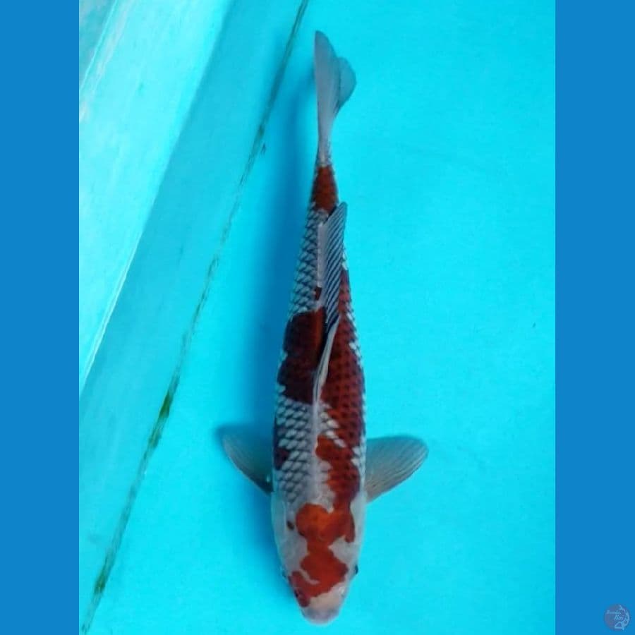 OCHIBA 39 CM MALE