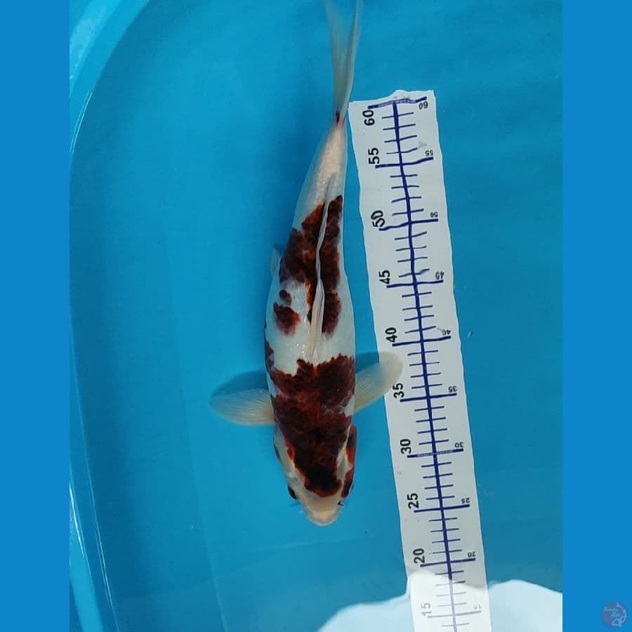 Goromo 43 cm