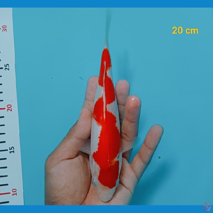 inszuma 20 cm