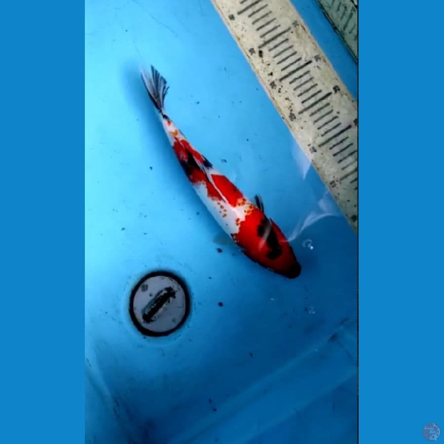 showa 31cm