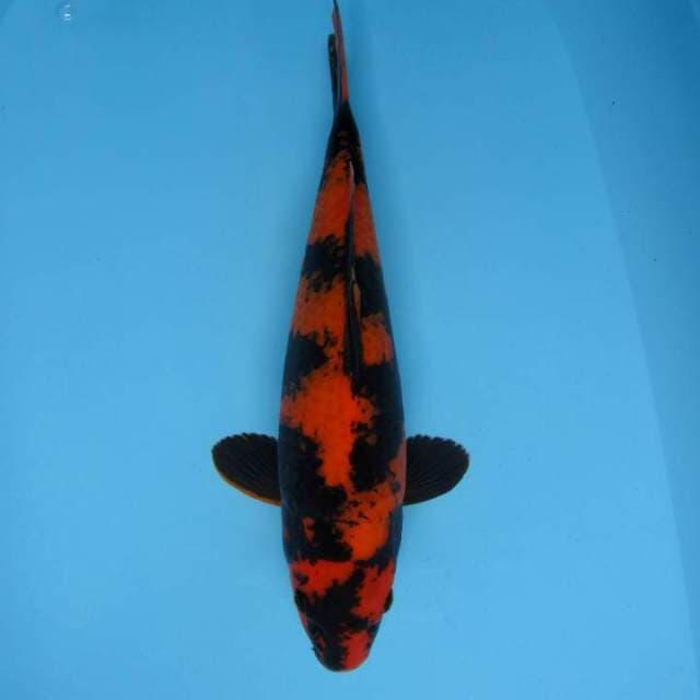 B. FLYING TIGER ~ HI UTSURI QUALITY,-