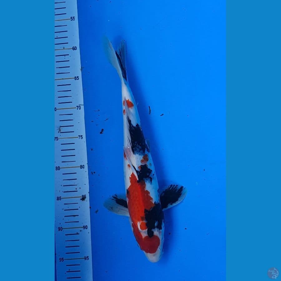 37cm Showa
