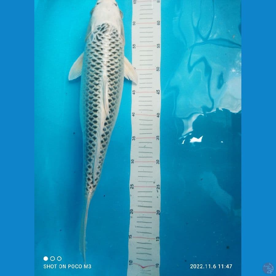 Hikari Mono, SQ, 60 BU, Female