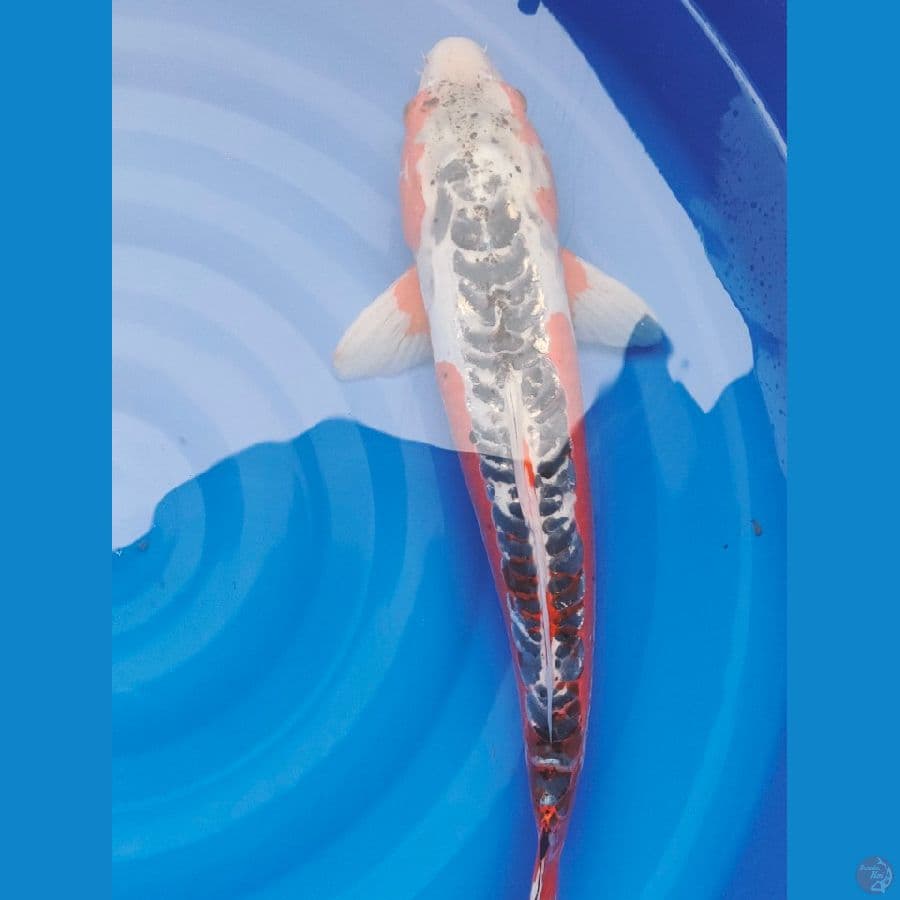 shusui female 60bu/59cm