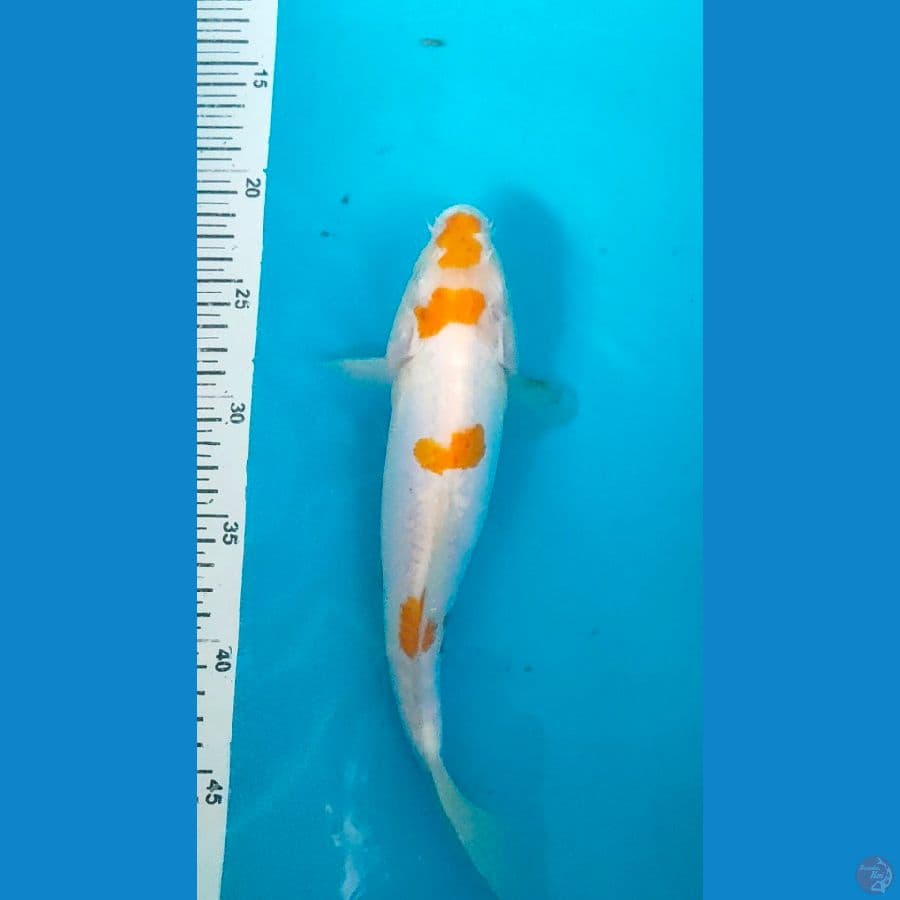 koyo doitsu 27cm