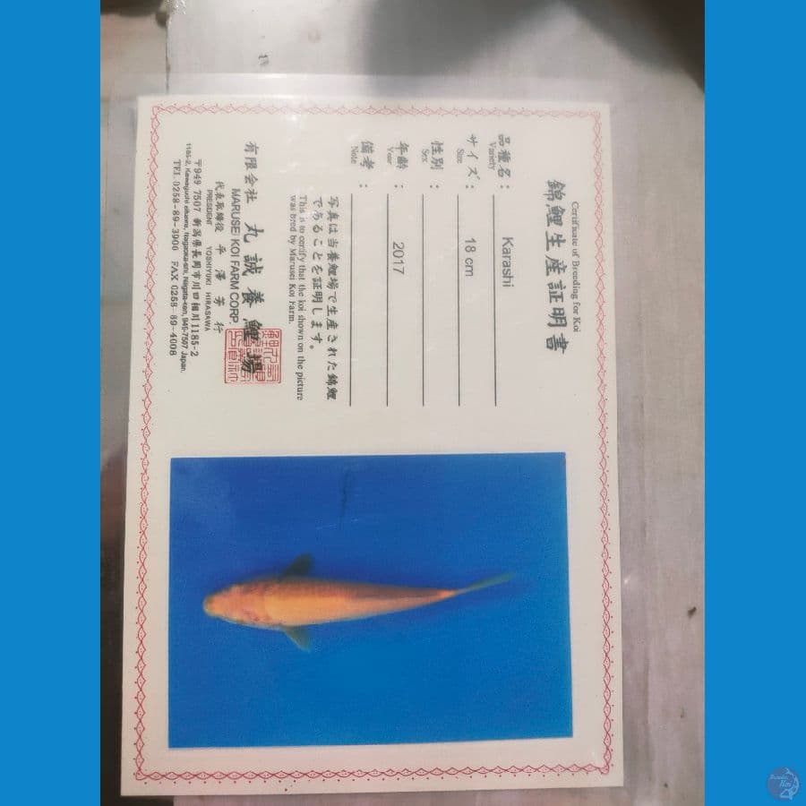 karasi marusei 50bu
