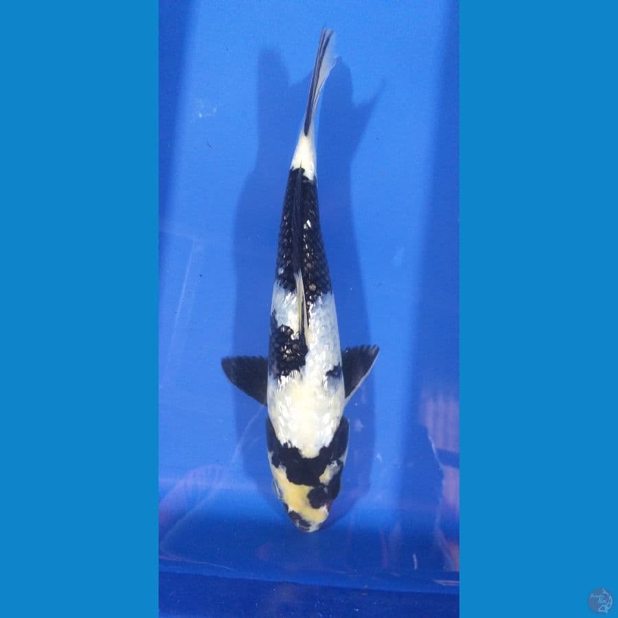 Shiro 26cm/Unknown