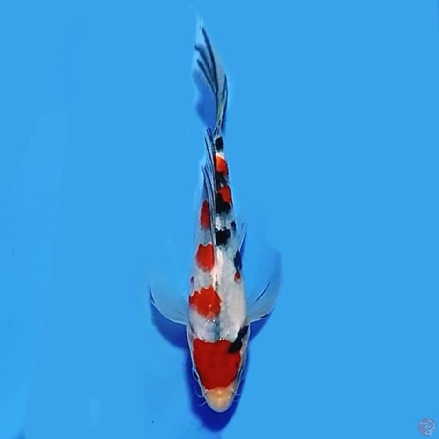 Kumpay maruten sanke 15cm