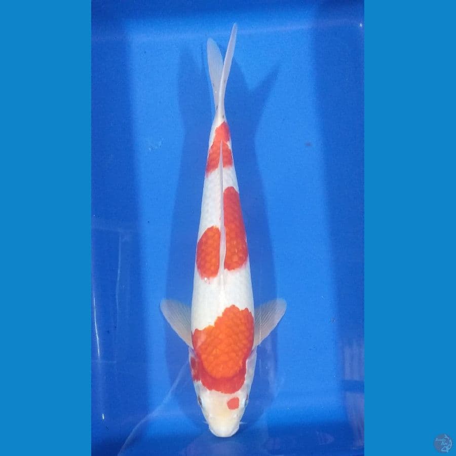 Kohaku 31cm/Unknown