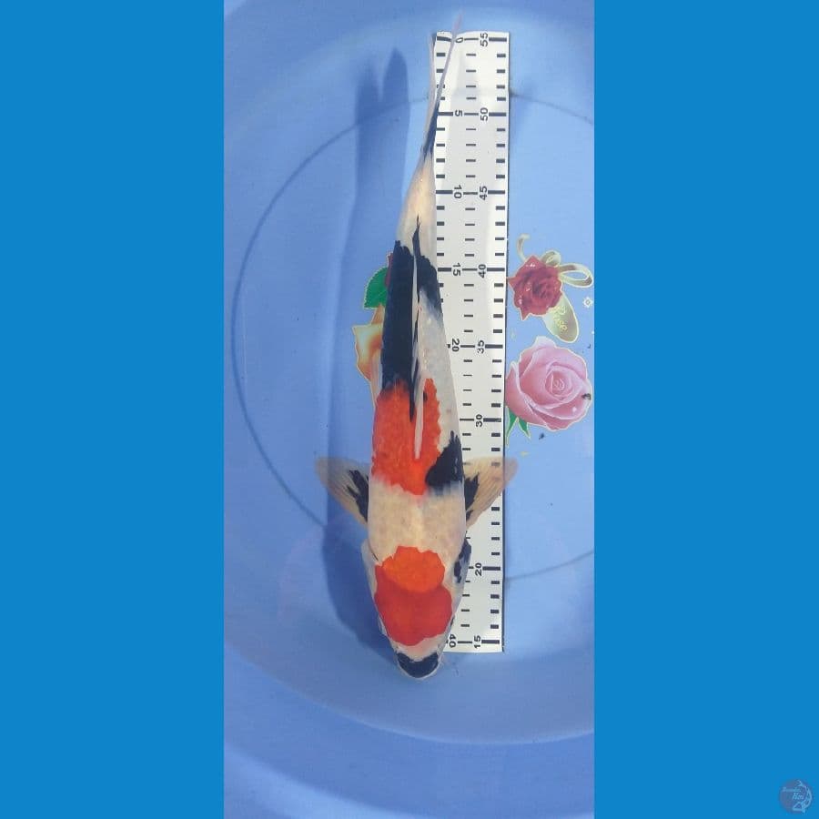 Showa 39cm/Unknown