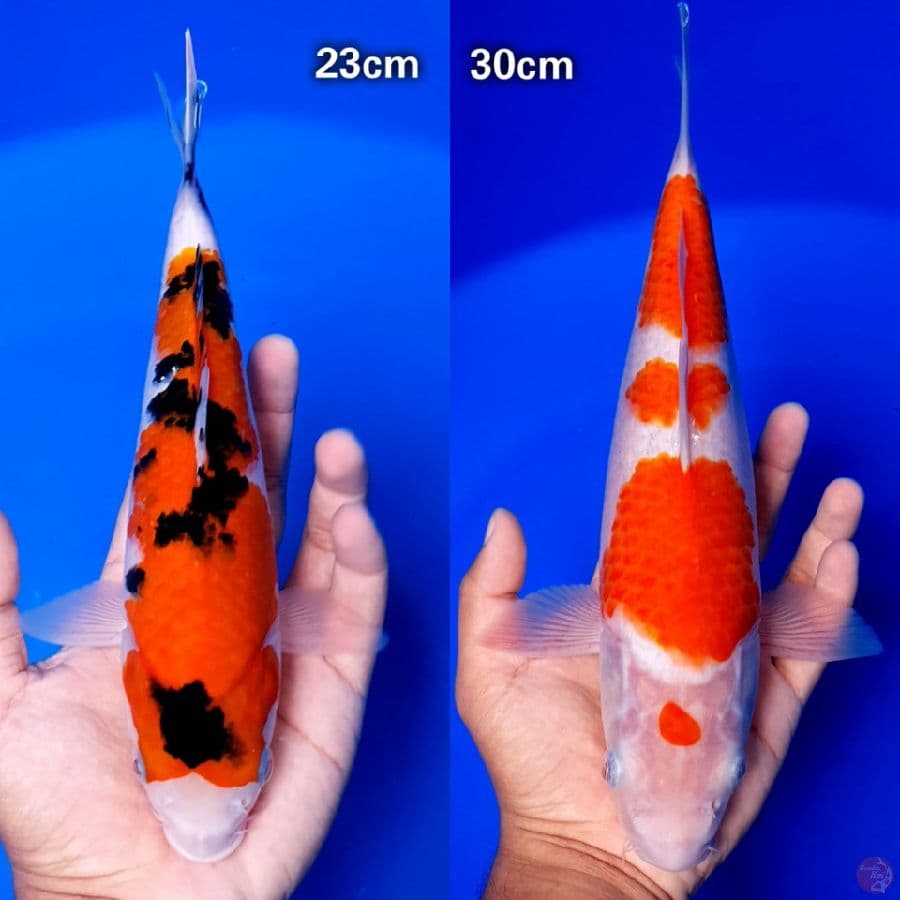 duo gosanke 23,30cm