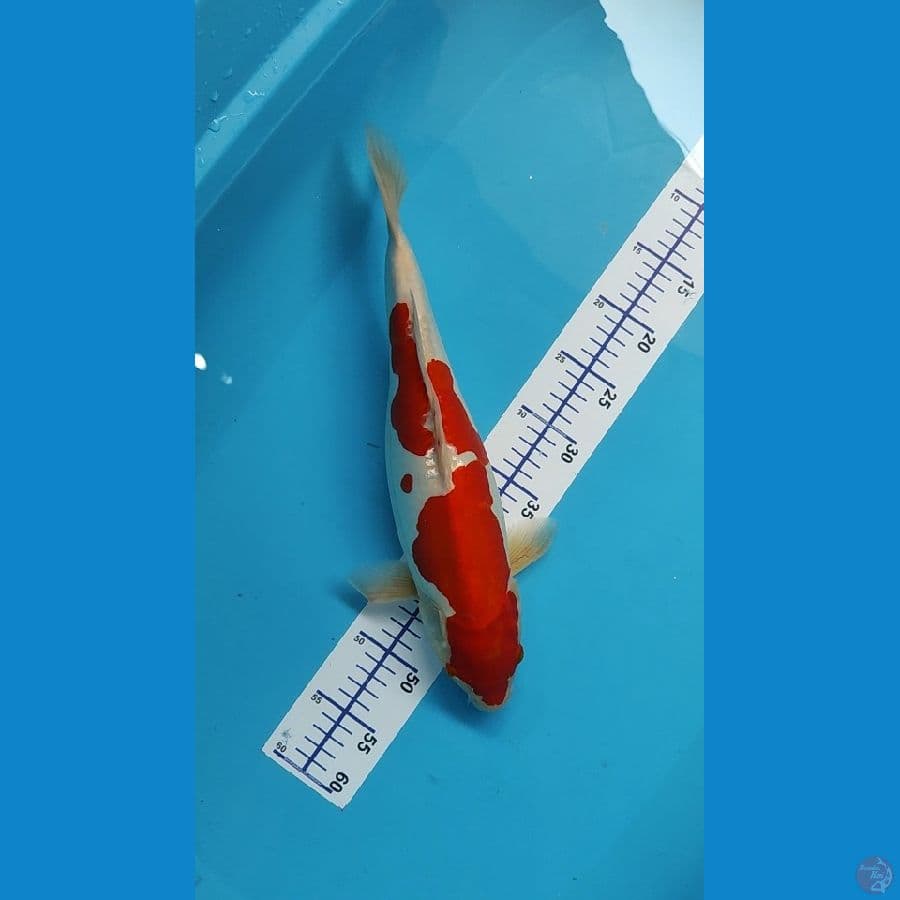 Kohaku doit 40 cm