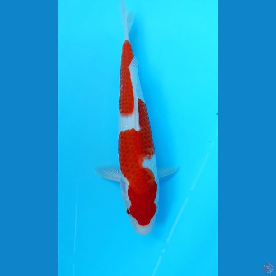 Kohaku 28cm