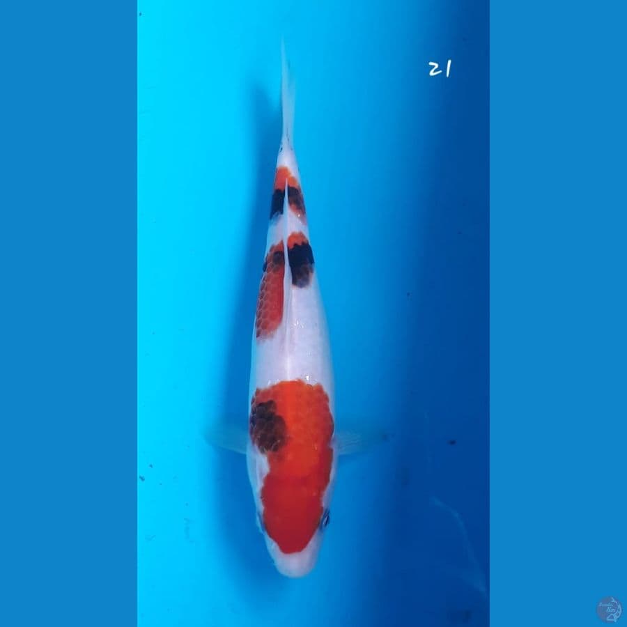 Showa 21cm