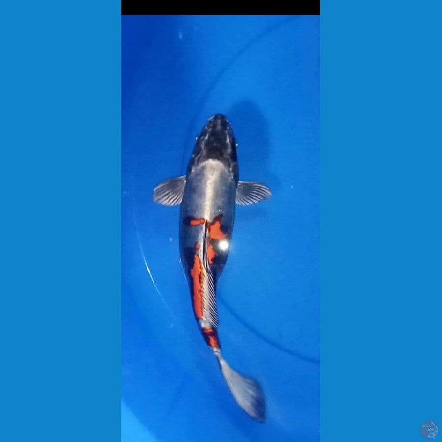 benikiko 30cm