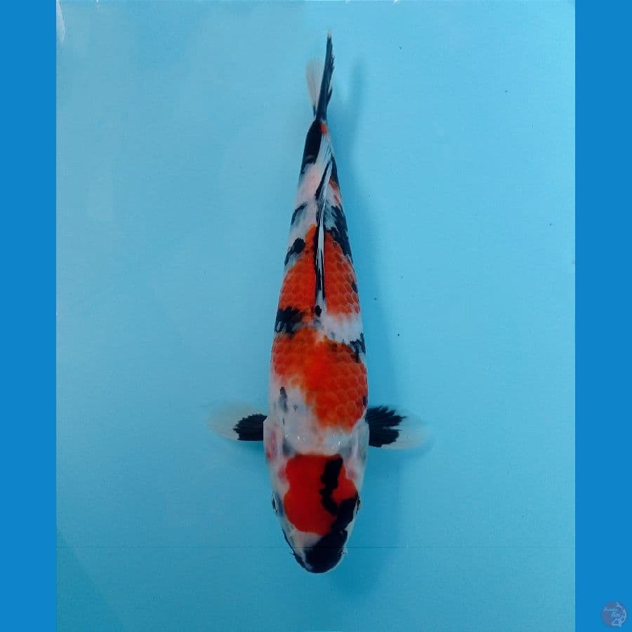 showa 24 cm