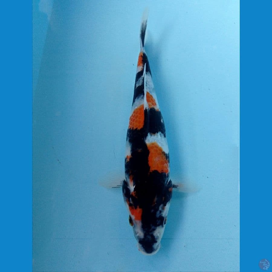 showa 21 cm