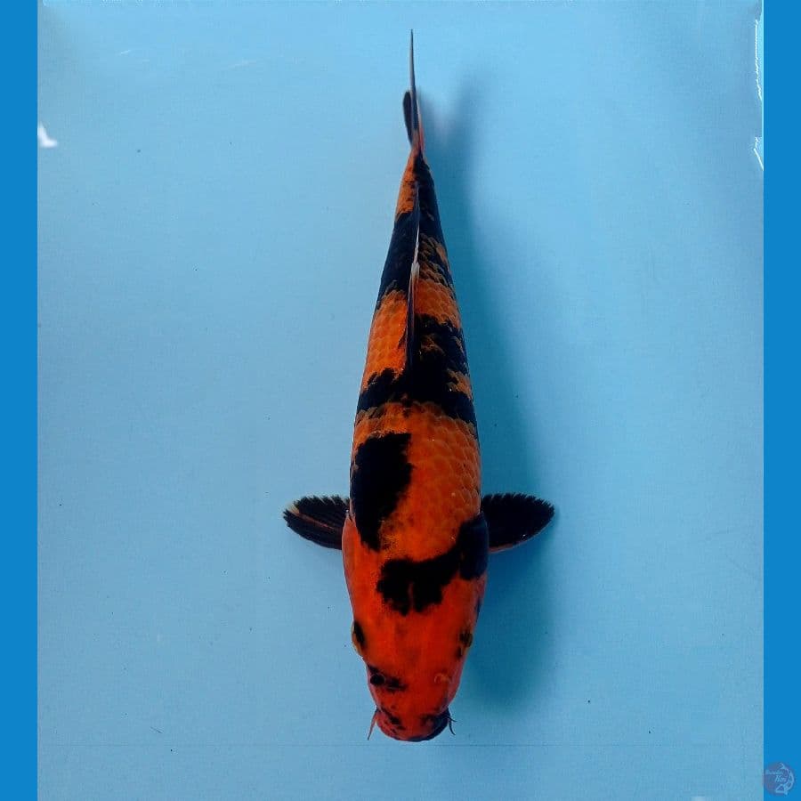 utsuri 25 cm