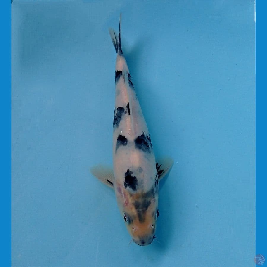shiro 20 cm