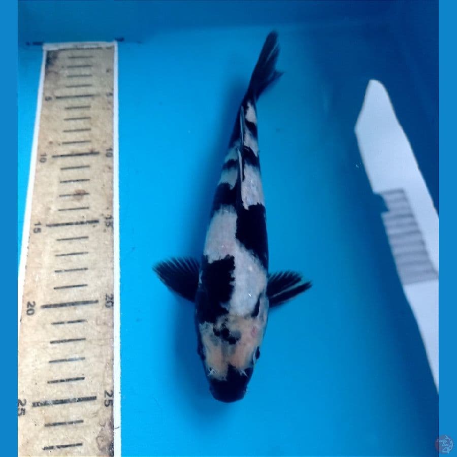 shiro 23 cm