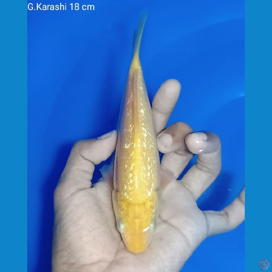 G.Karashi 18 cm