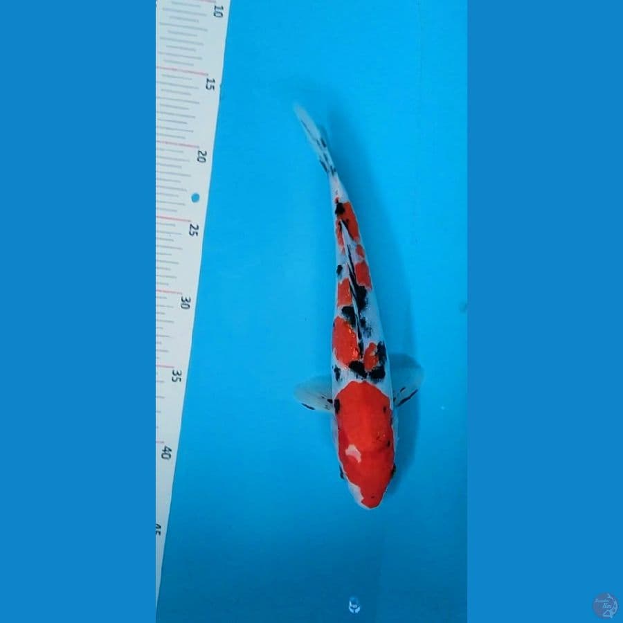 Sanke 27 cm