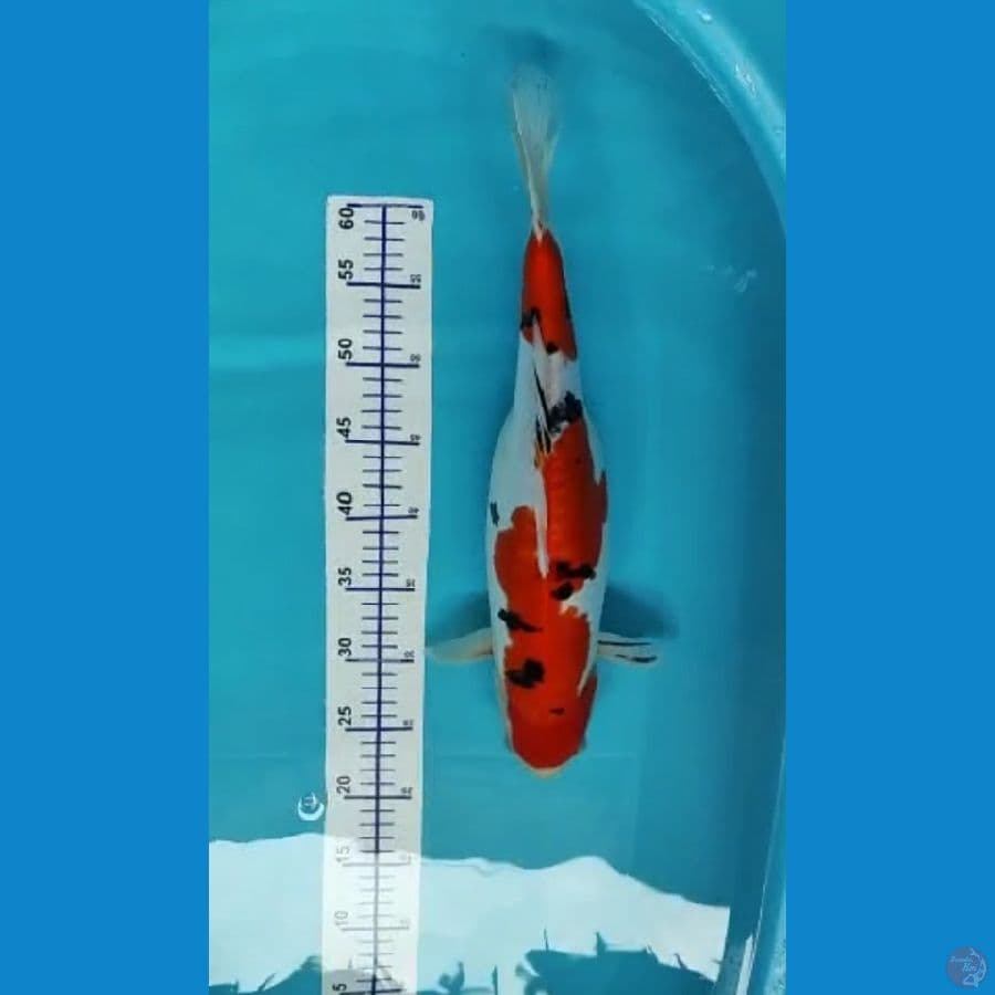 Sanke 45 cm doit