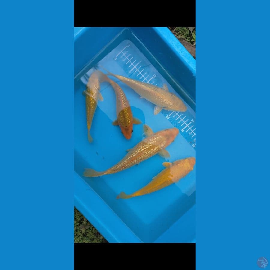 4 ginrin 1 nonginrin 18-24cm (5ekor)