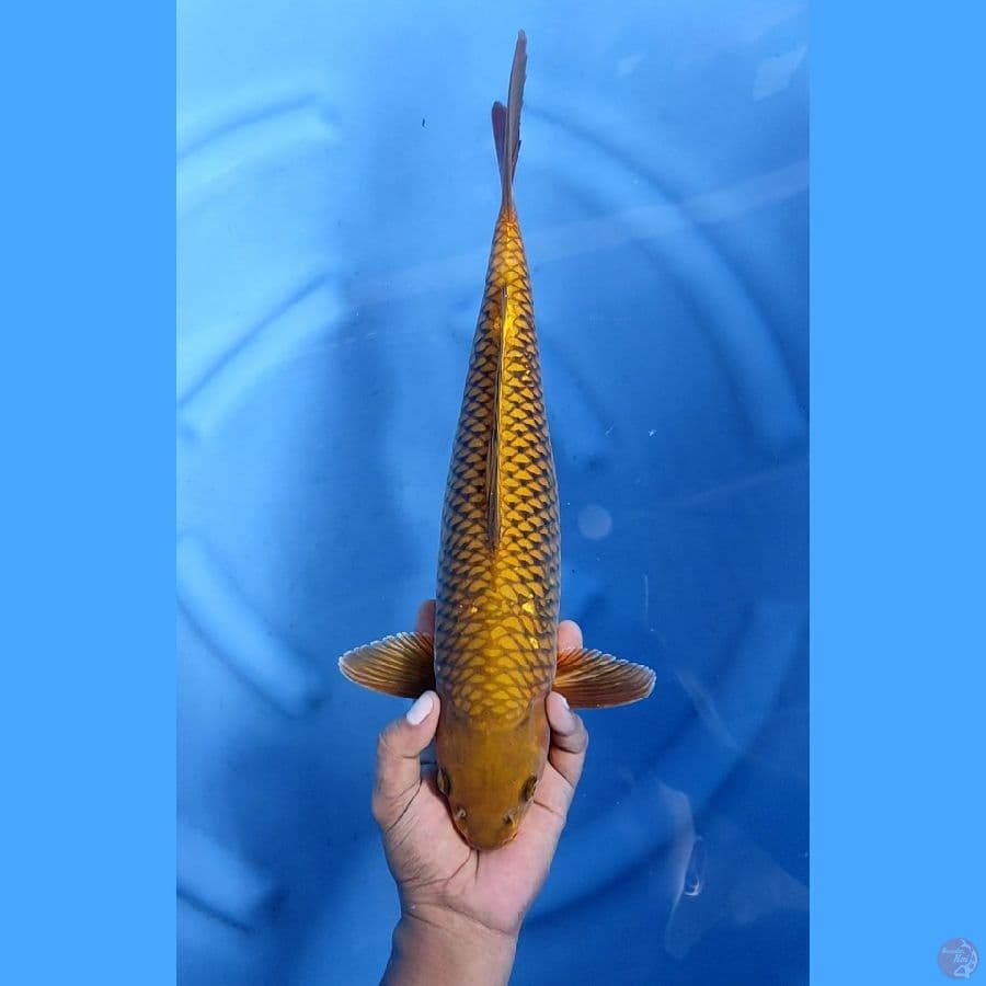 43CM # CHAGOI TEMBAGA - F
