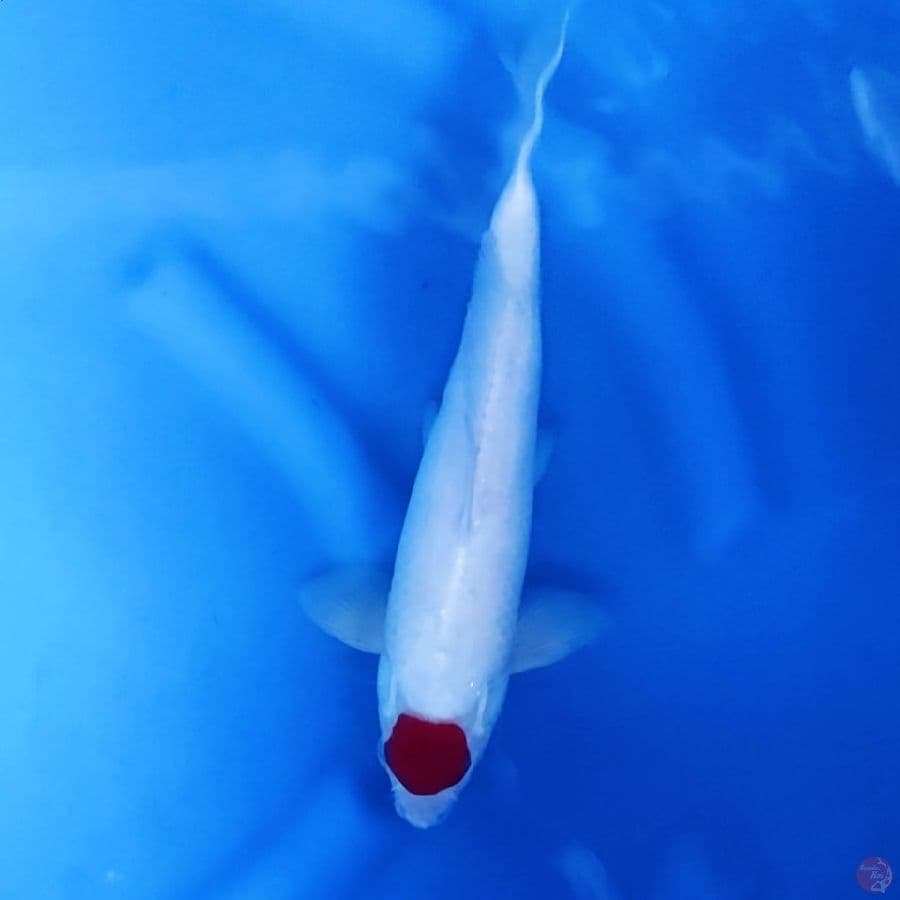 31CM # TANCHO KOHAKU - M